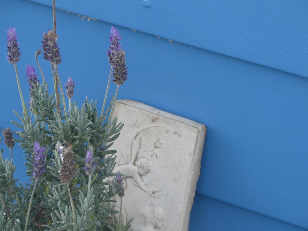 Ki Dragonfly Guesthouse كنغزسكوت المظهر الخارجي الصورة